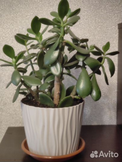 Продам 2 денежных дерева (толстянка)