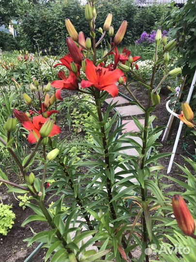 Луковицы лилий