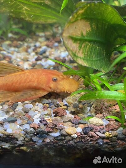 Аквариумные рыбки и корм Артемия и мотыль