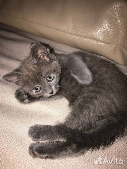 Котенок ищет дом