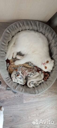 Котик шотландский вислоухий белый