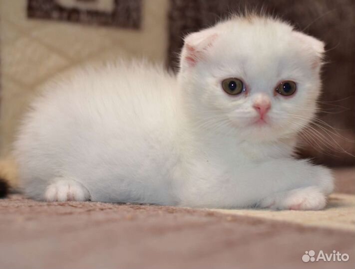 Шотландская вислоухая девочка