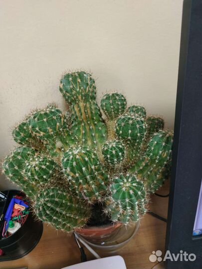Кактус с горшком