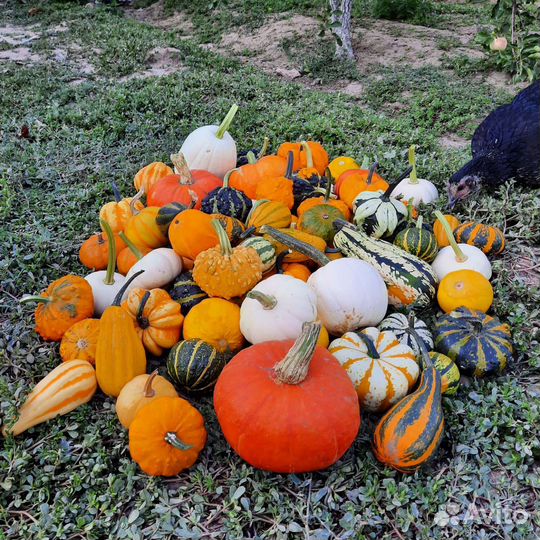 Декоративная тыква-малютка Хеллоуин