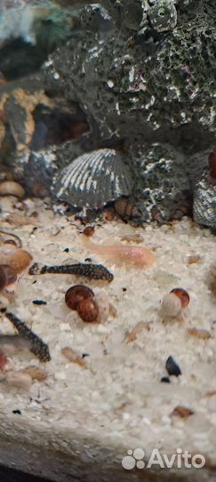 Сомики анциструсы