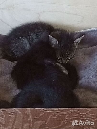 Котята девочки