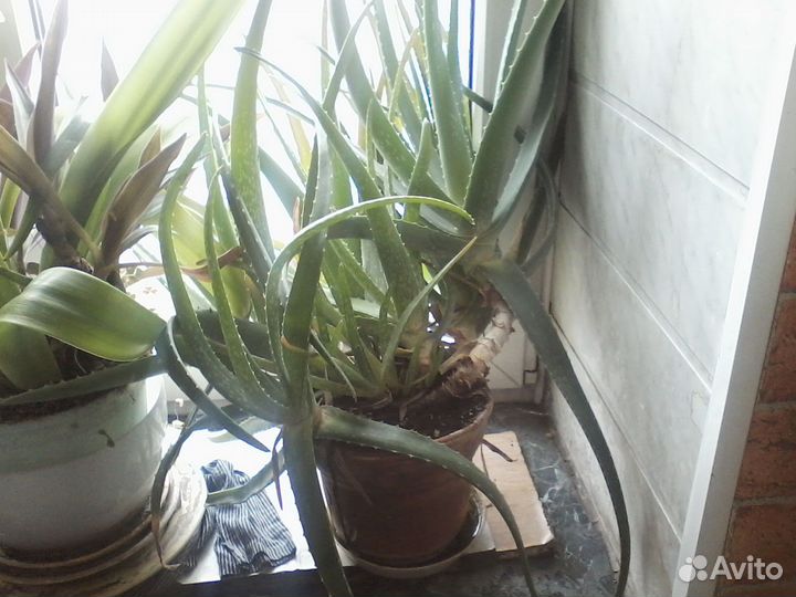 Алоэ лечебный