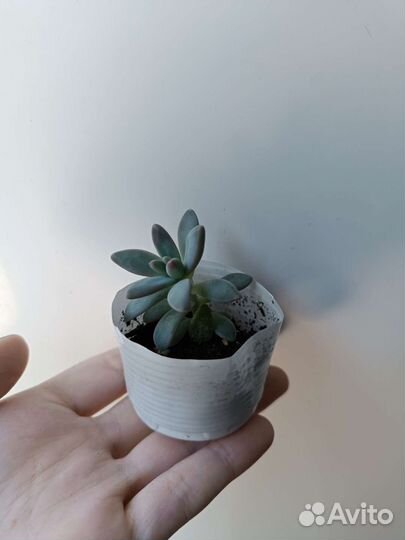 Суккуленты почтой и детки с корнями