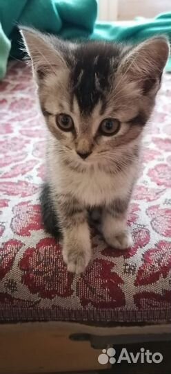 Котенок в добрые руки