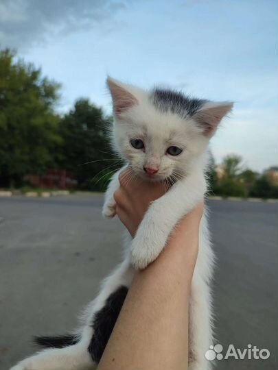 Котенок в беде