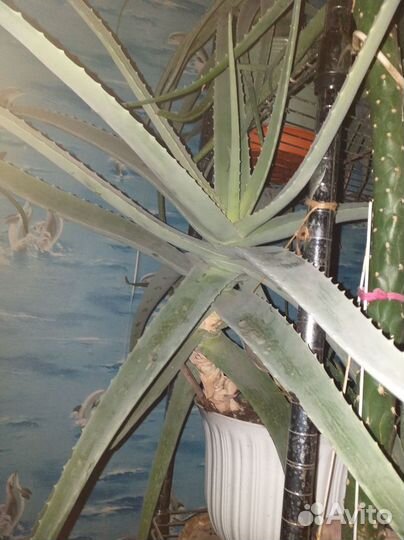 Настоящее Алоэ-Вера