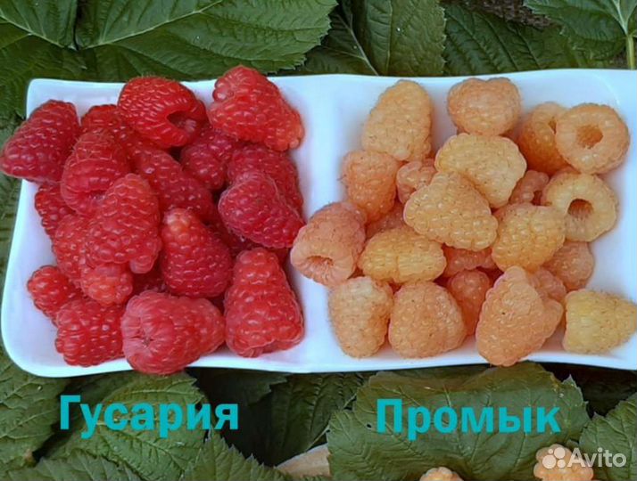 Малина Гусария и Промык саженцы