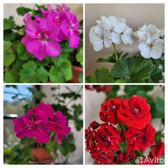 Пеларгония герань позебудная,душистая,сортовая