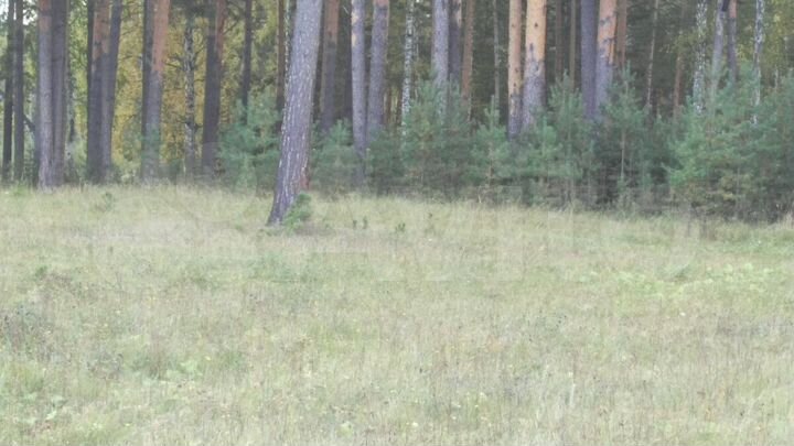 Участок 13,5 сот. (ИЖС)