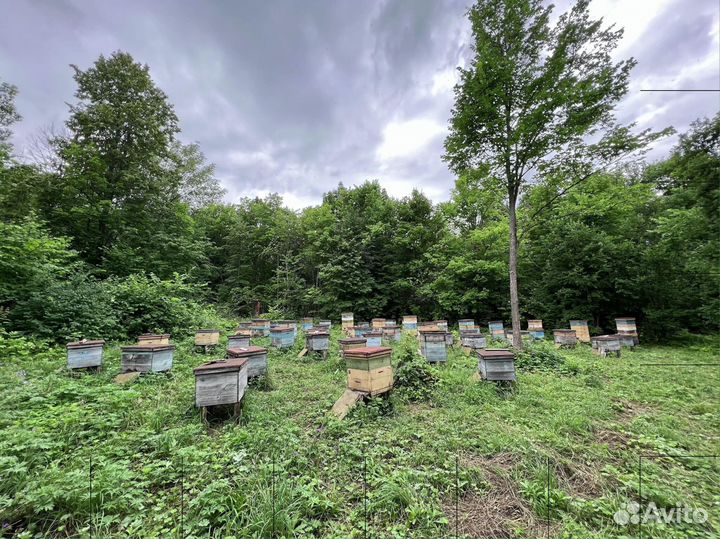 Мед липовый оптом