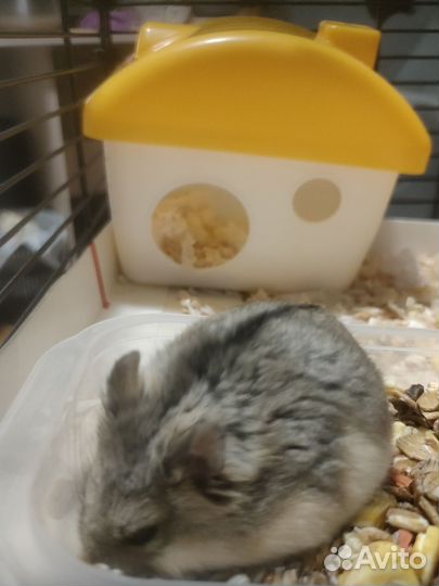 Джунгарский хомяк девочка