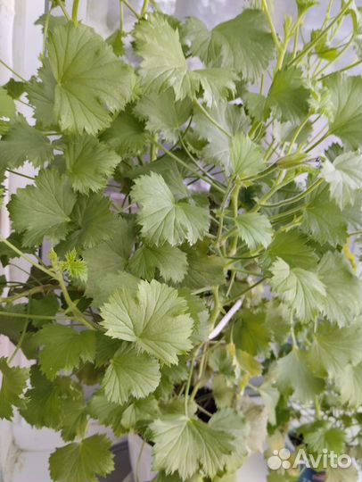 Герань пеларгония королевская