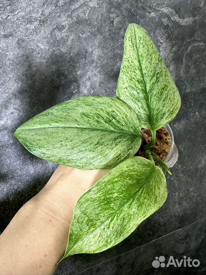 Сциндапсус Минт Mint