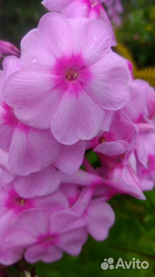 Флоксы сортовые