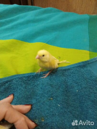 Канарейки. Уход, лечение, консультации