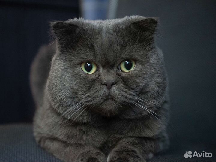 Вязка с котом