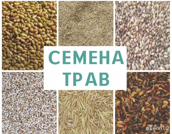Семена трав суданка, люцерна, костёр, опт