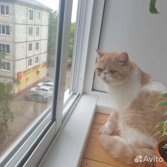 Персидская