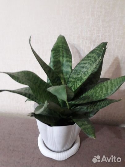 Сансевиерия