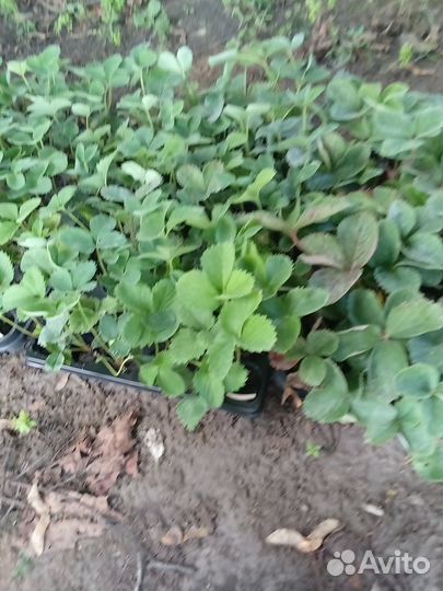 Рассада земляники садовой(клубники)с зкс