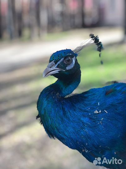 Павлины продажа