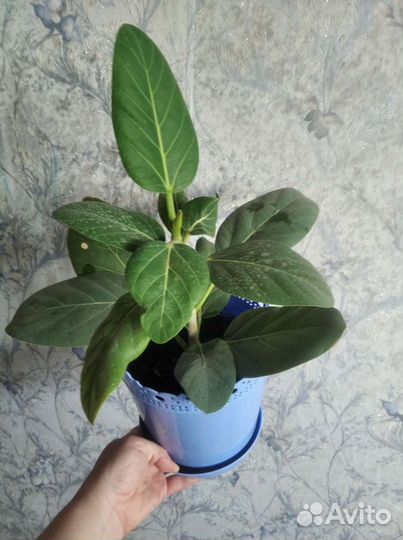 Фикус Бенгальский Одри