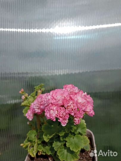 Пеларгония герань