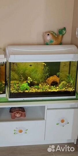 Аквариум