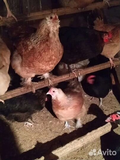 Цыплята суточные и подрощенные