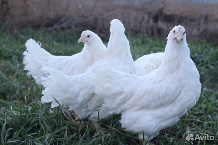 Куры-несушки