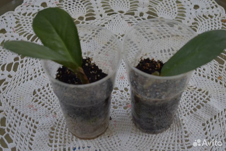 Комнатные растения