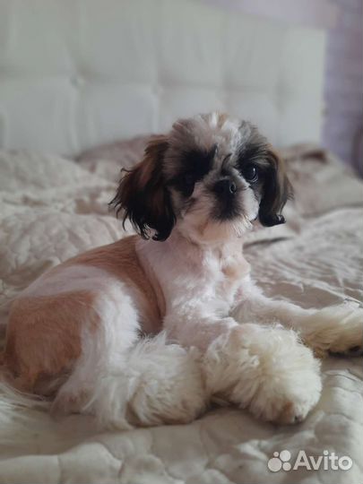 Щенки ши-тцу