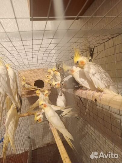 Попугай Корелла, волнистый, неразлучник, амадин