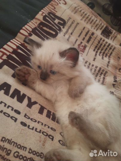 Кошки в добрые руки бесплатно