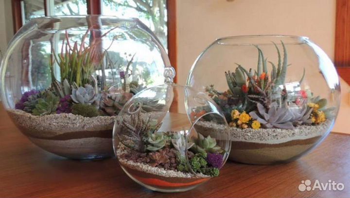 Флорариум, суккуленты, подарок