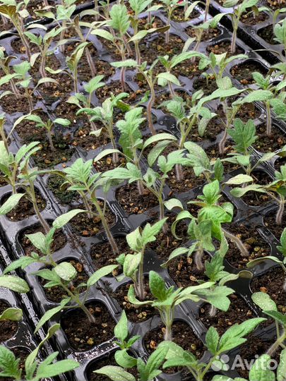 Рассада помидор (сорт Премьера)