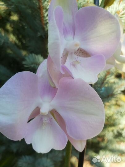 Орхидея фаленопсис биг лип Венецианский карнавал