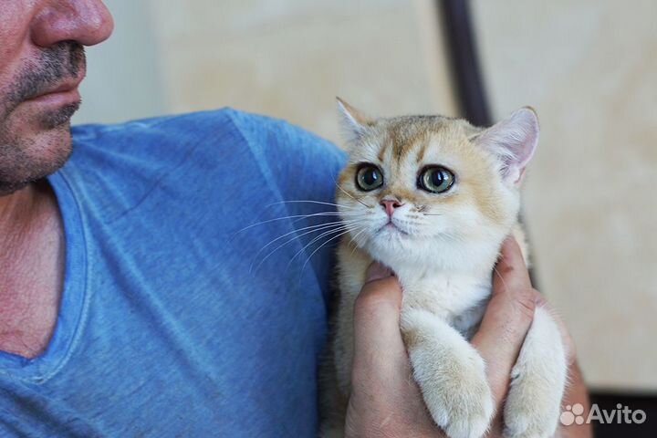 Золотая короткошерстная девочка