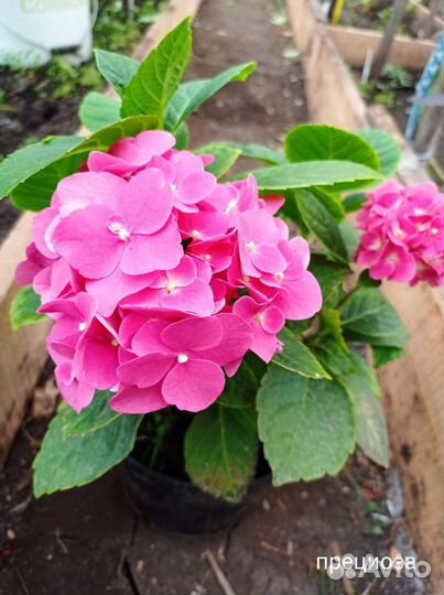 Гортензия крупнолистная