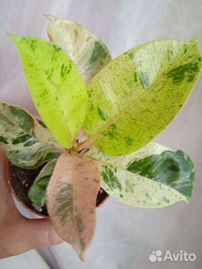 Фикус шривериана, сингониум вайт империал