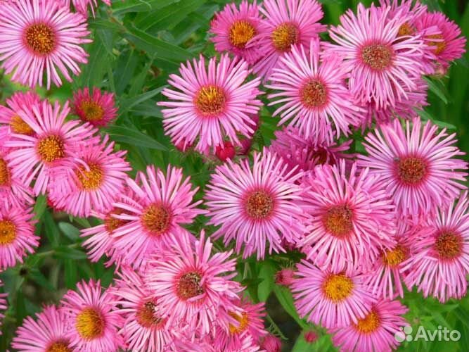 Астра кустарниковая Barrs Pink Саженцы, Рассада