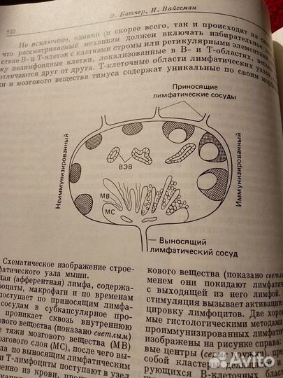 Fundamental Immunology Иммунология 3 тома пер. анг