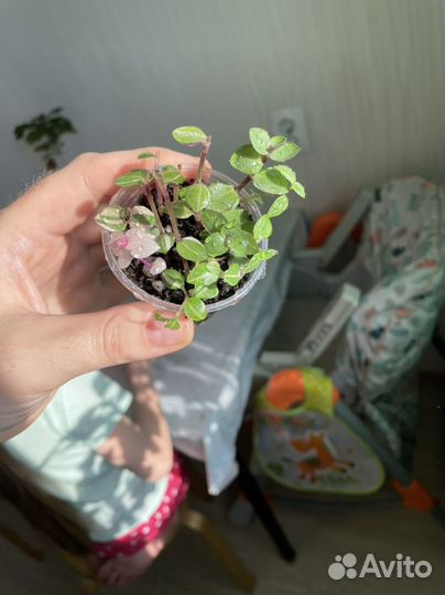 Каллизия Бьянка, Gold, Green, микс