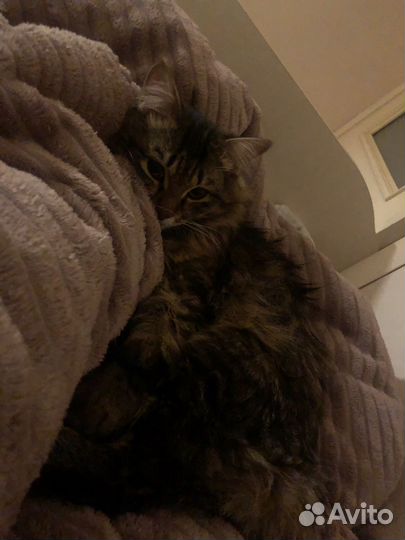 Кот Тиша для вязки