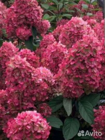 Гортензии Пиксио, Бонфайер.Мега эксклюзив,май 2023